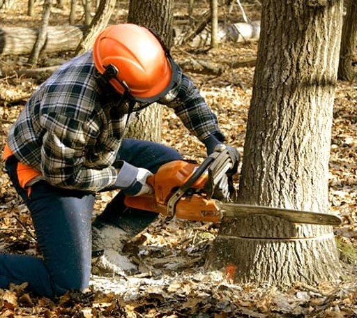 Tree Removal in Scotland, MD